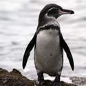 Galapagos Penguin South America