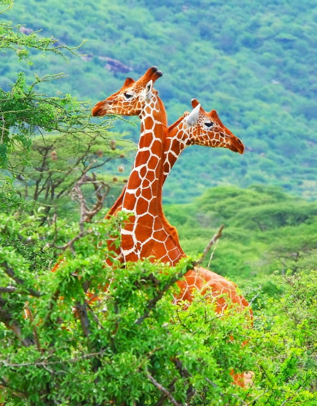 Giraffes Kenya Been There