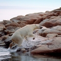 Polar Bear Hudson Bay Canada Canadian Arctic Been There