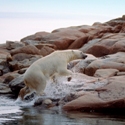 Hudson Bay,Polar Bear,Canada,Canadian Arctic,Been There