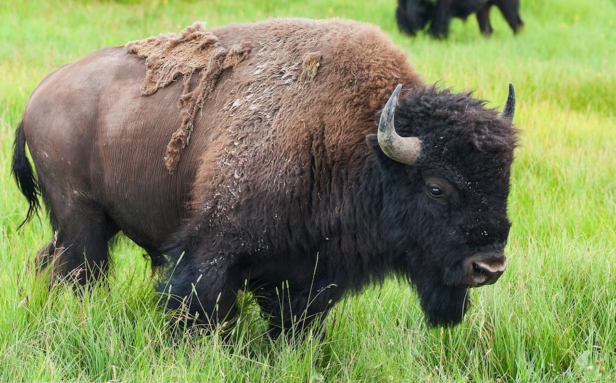 buffalo in national park