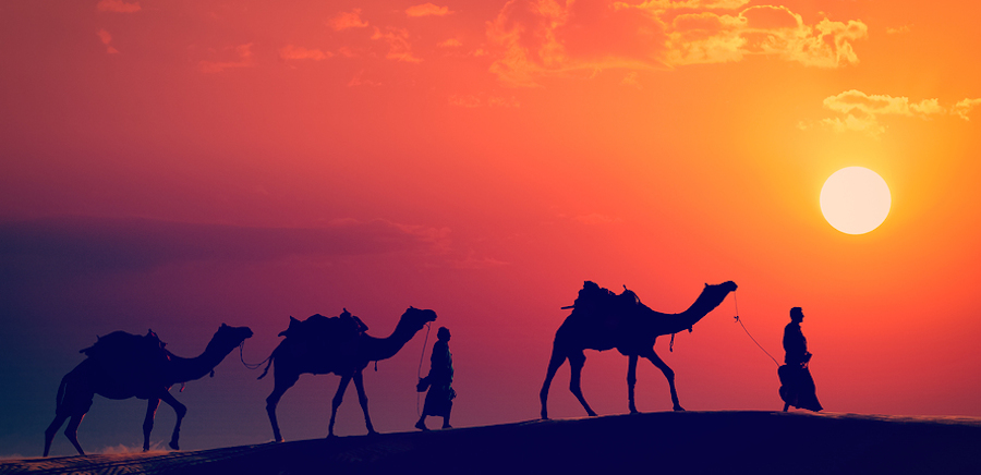 Camels safari at sunset