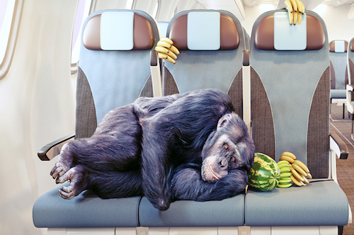 Animals on Airplanes Monkeys