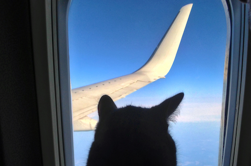 Animals on Airplanes Cat