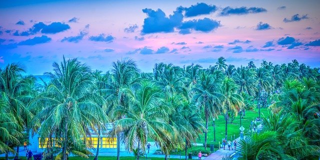 Palm-trees-south-beach-florida