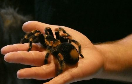 Animals on airplanes tarantula